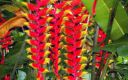 Vahiria Quad Tahiti - Fauna & Flora